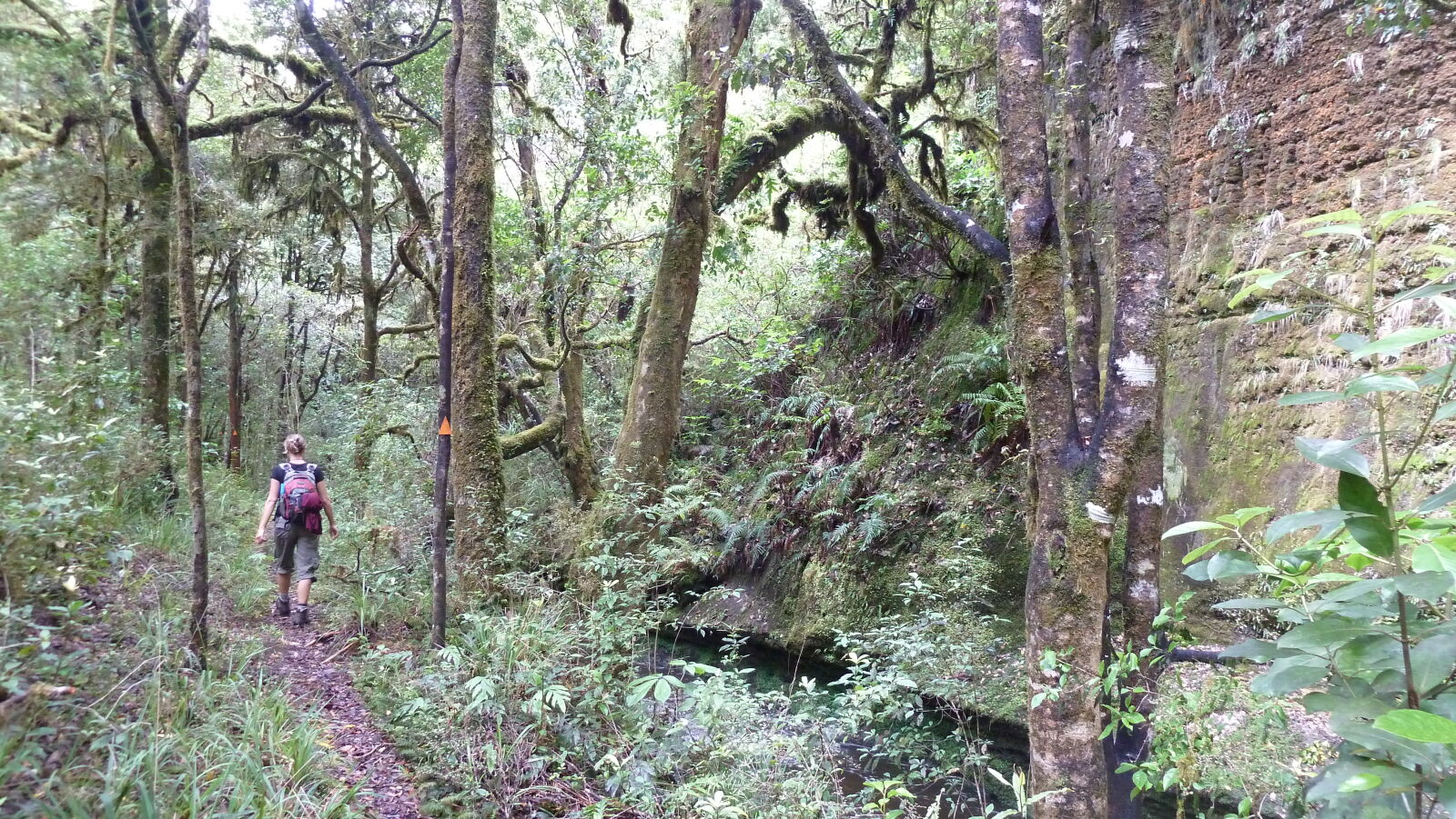 Tawarau Forest Loop.