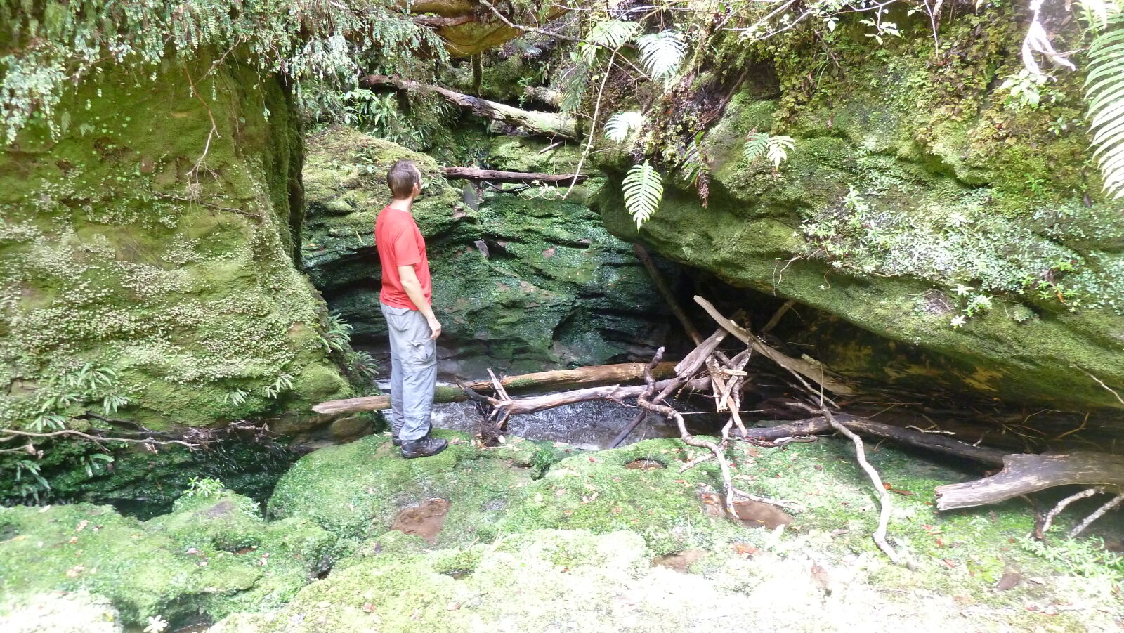Tawarau Forest Loop.