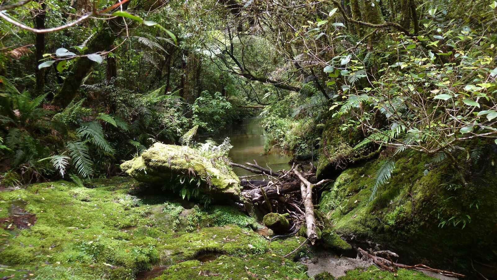 Tawarau Forest Loop.