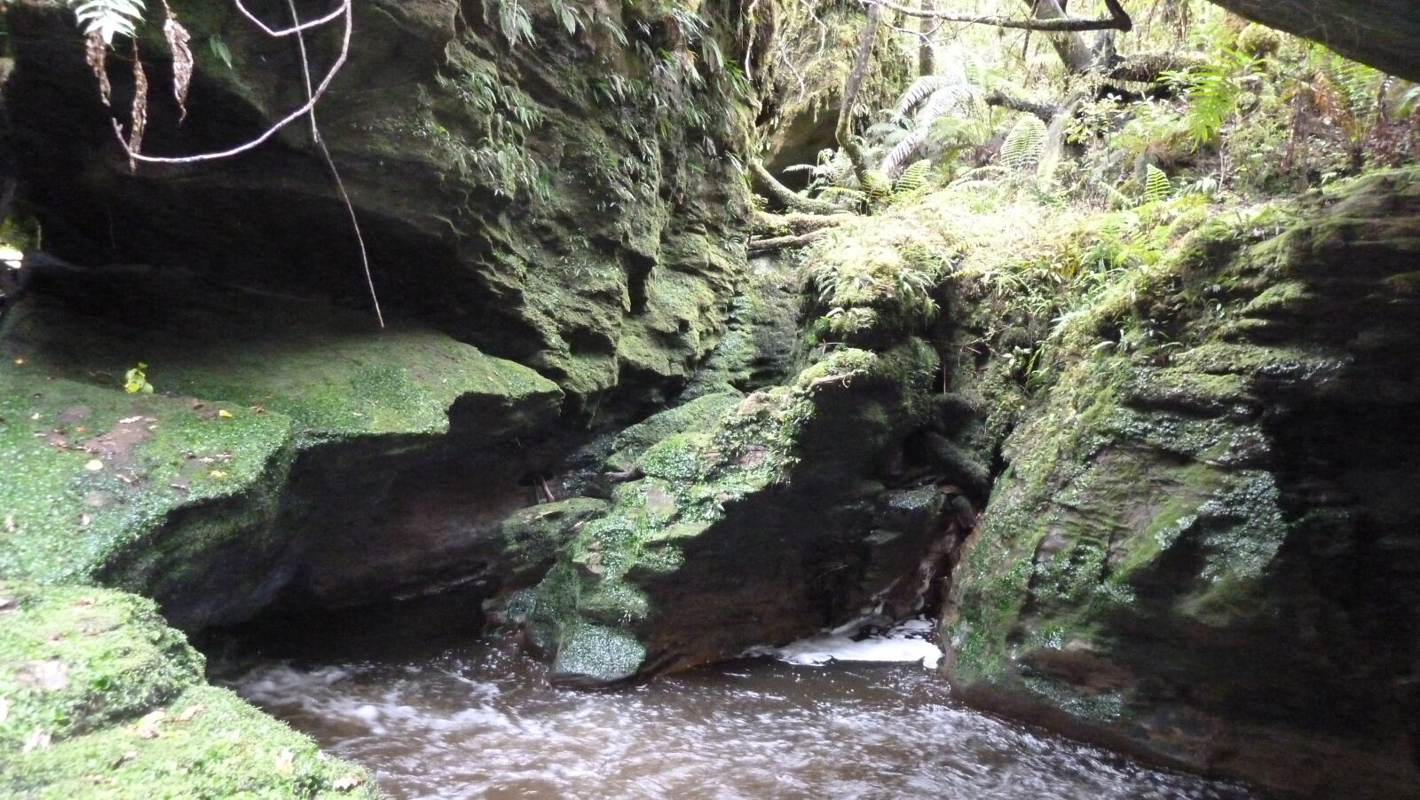 Tawarau Forest Loop.