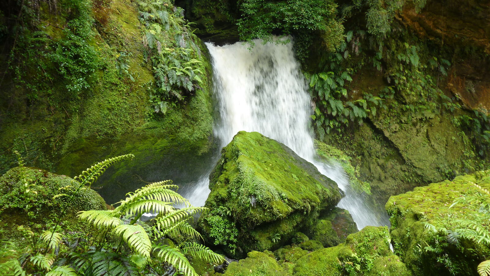 Tawarau Forest Loop.
