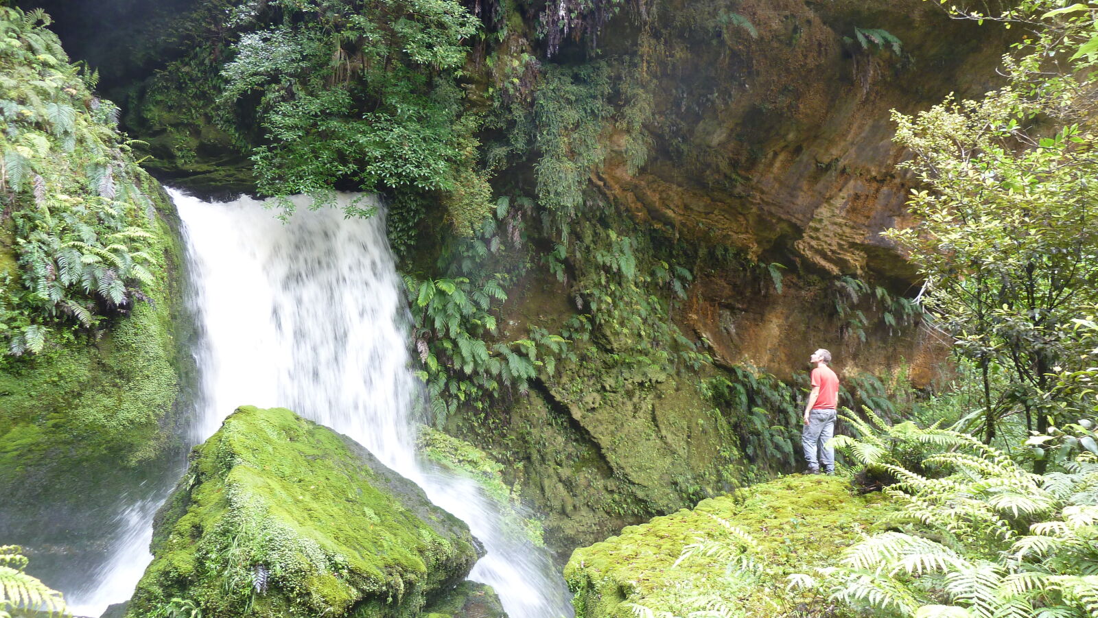 Tawarau Forest Loop.