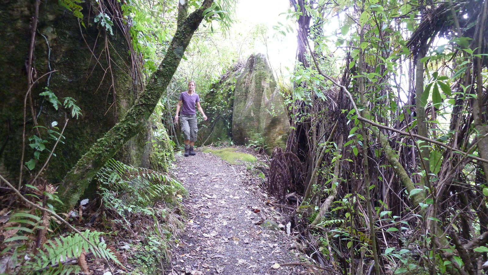 Tawarau Forest Loop.