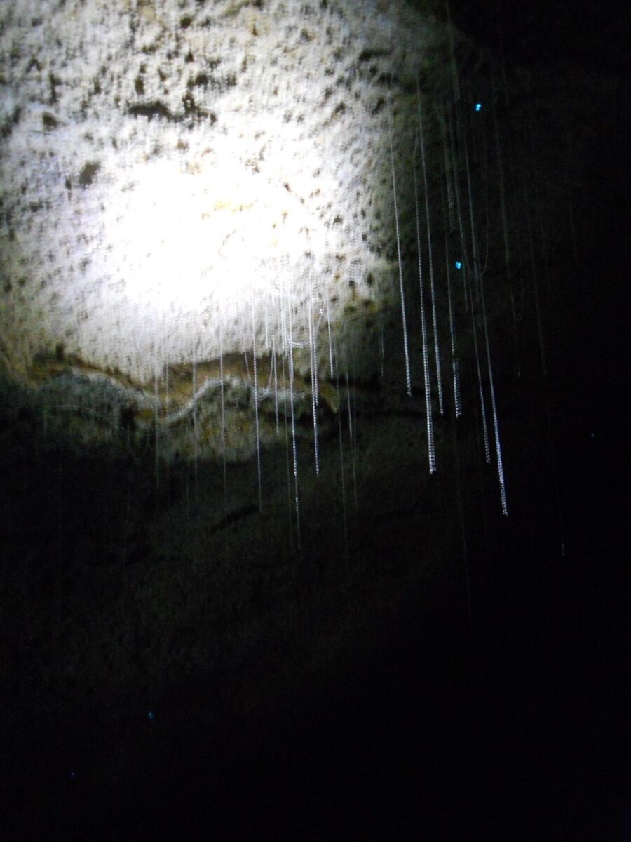 Glühwürmchen, Ruakuri Cave, Waitomo. (Copyright © Isabella Raida)
