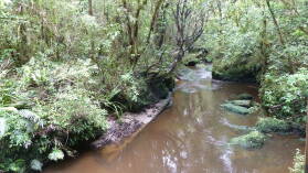 Tawarau Forest Loop.
