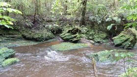 Tawarau Forest Loop.