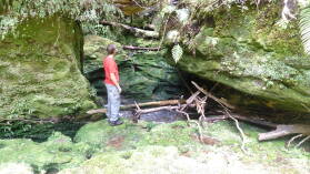 Tawarau Forest Loop.