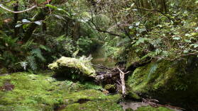 Tawarau Forest Loop.