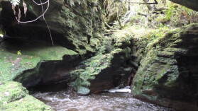 Tawarau Forest Loop.