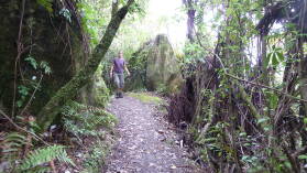Tawarau Forest Loop.