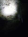 Glühwürmchen, Ruakuri Cave, Waitomo. (Copyright © Isabella Raida)