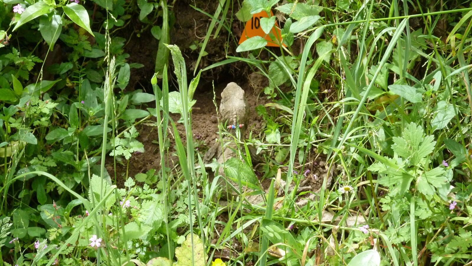 Tuatara, Zealandia.