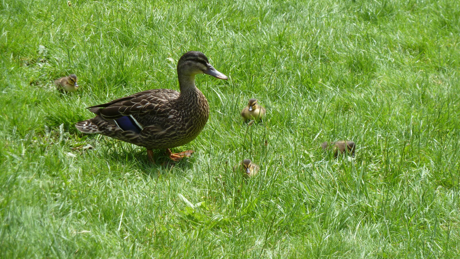Zealandia.