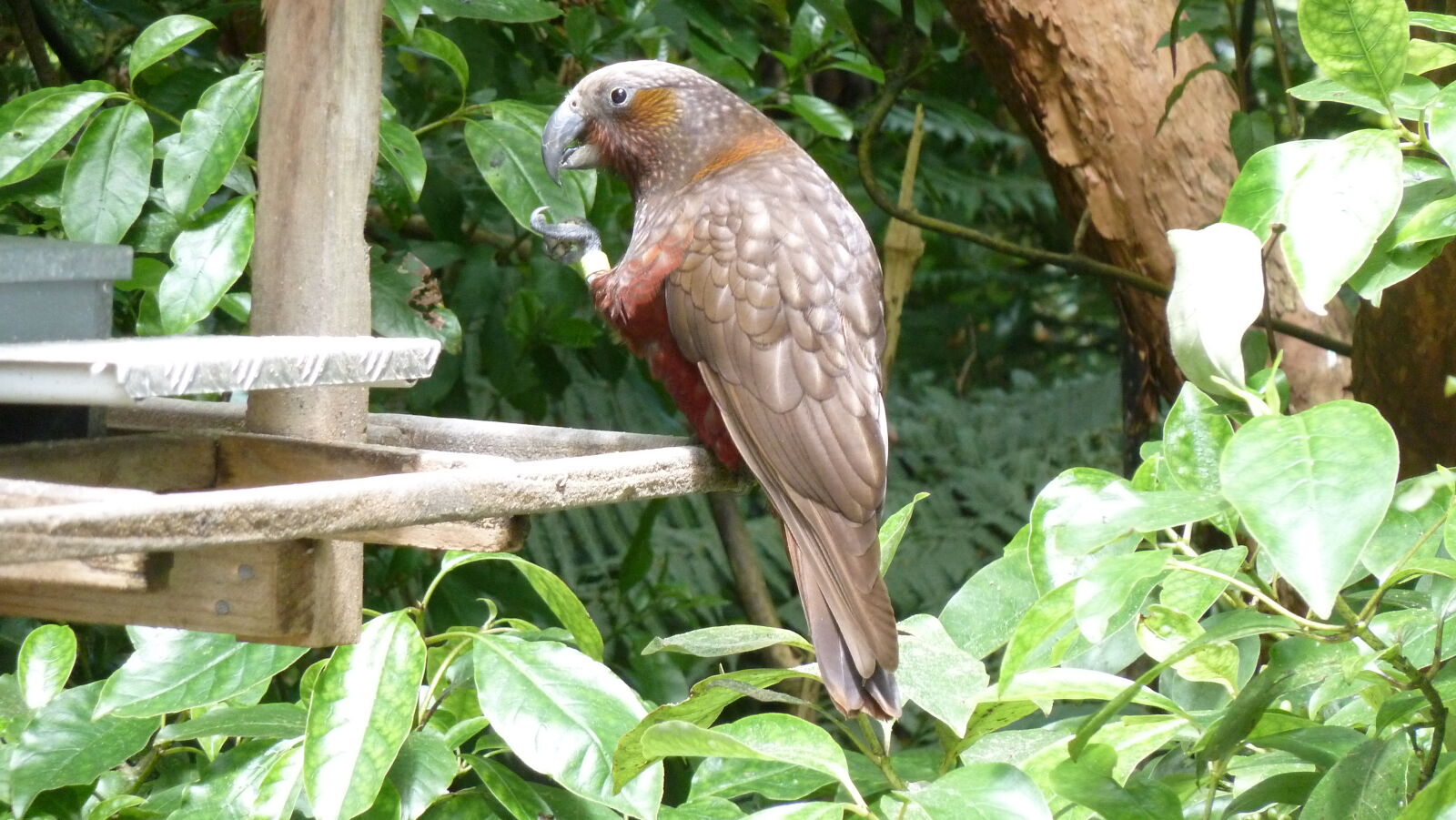 Kaka, Zealandia.
