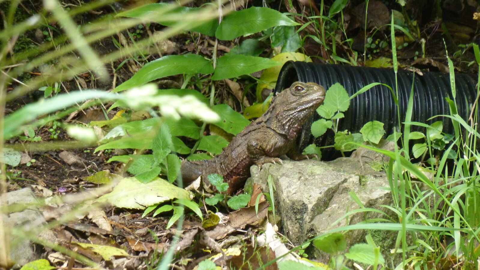 Tuatara, Zealandia.