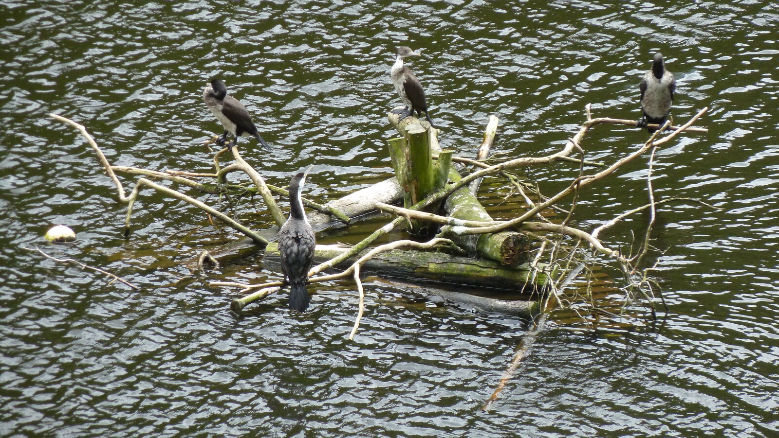 Shags, Zealandia.