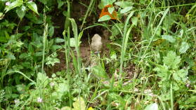 Tuatara, Zealandia.