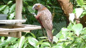 Kaka, Zealandia.