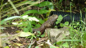 Tuatara, Zealandia.