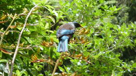 Tui, Zealandia.