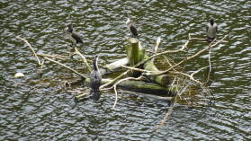 Shags, Zealandia.