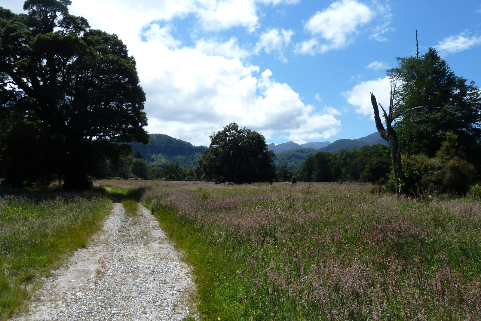 Bullock Creek, Inland Pack Track.