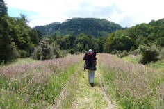 Bullock Creek, Inland Pack Track.