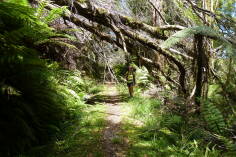 Inland Pack Track.