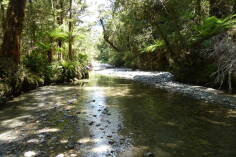 Fossil Creek, Inland Pack Track.