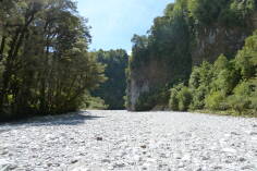 Dilemma Creek, Inland Pack Track.