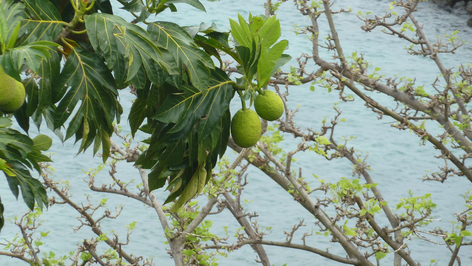 Brotfruchtbaum; Wanderung in den Hügeln von Nabukeru, Yasawa.