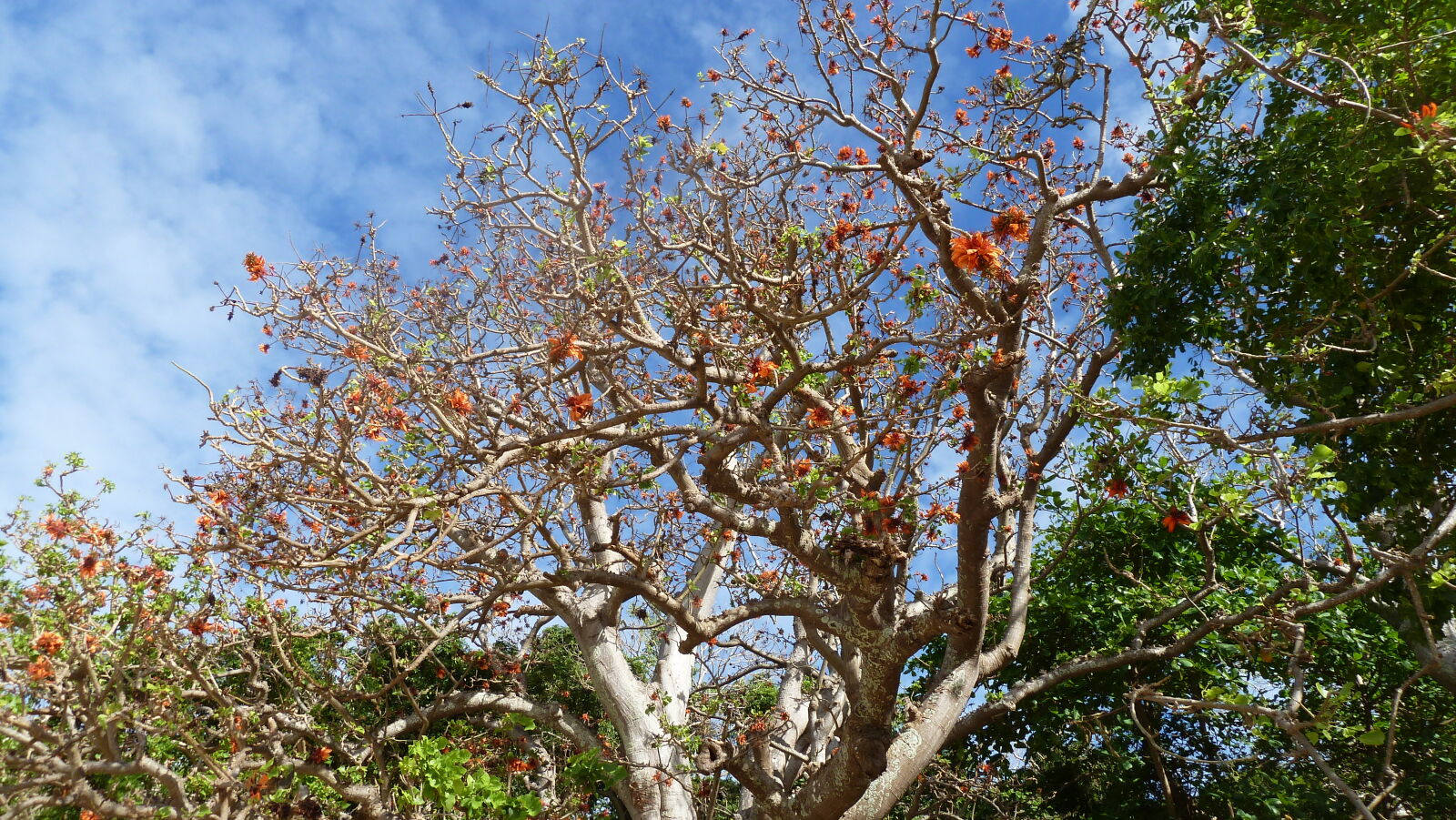 Sawa-I-Lau.