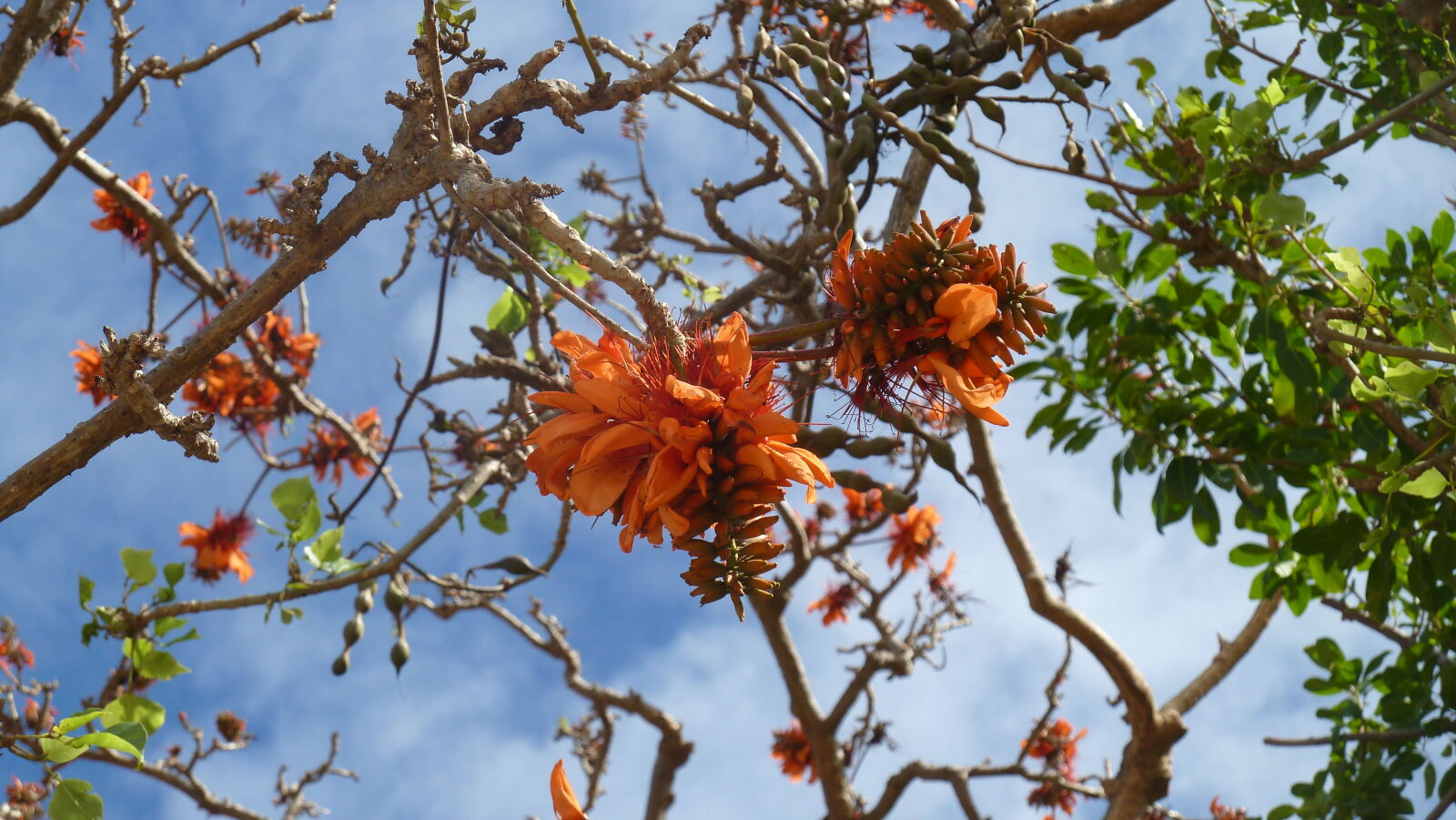 Sawa-I-Lau.