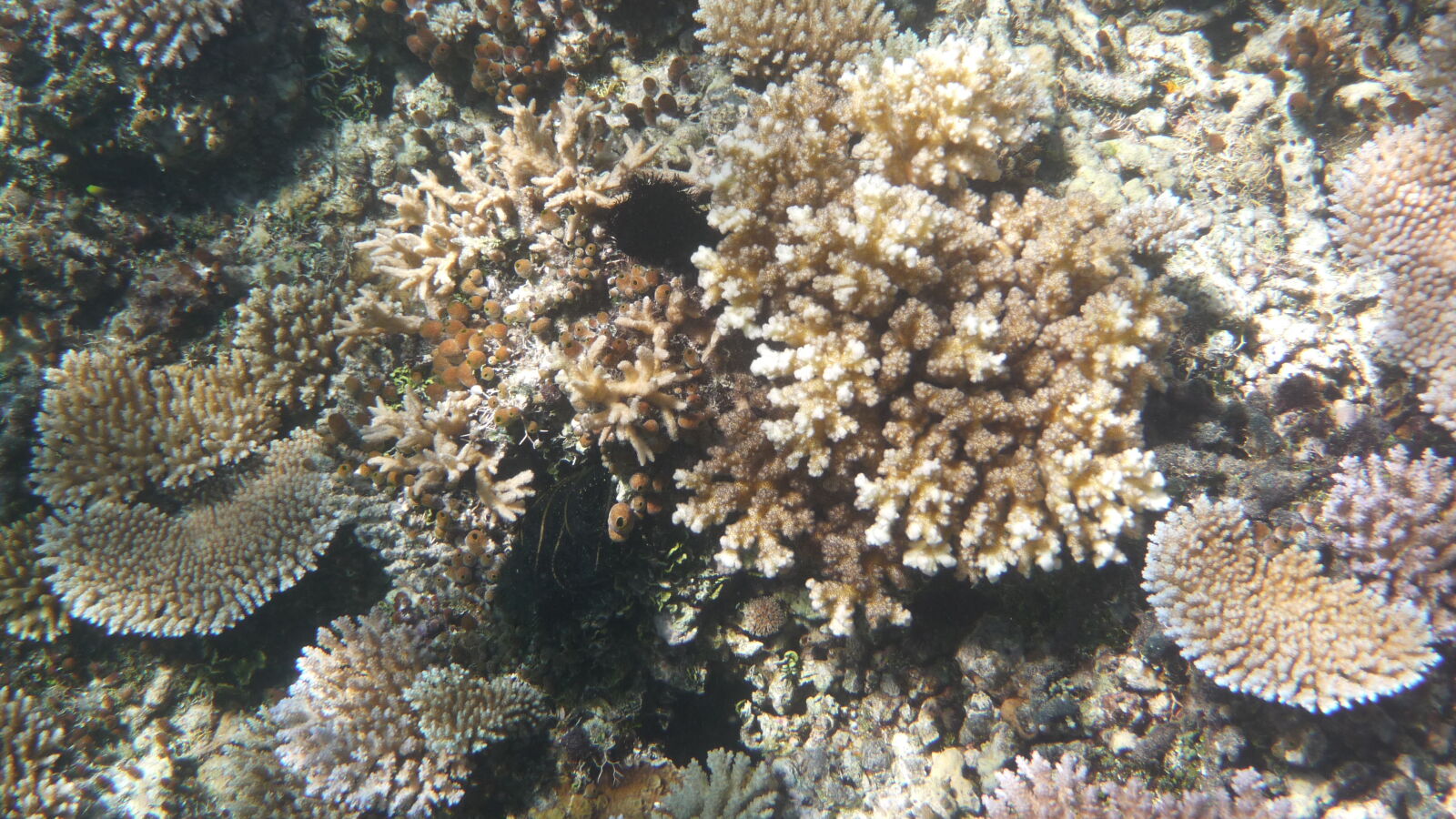 Schnorcheln bei Sawa-I-Lau.