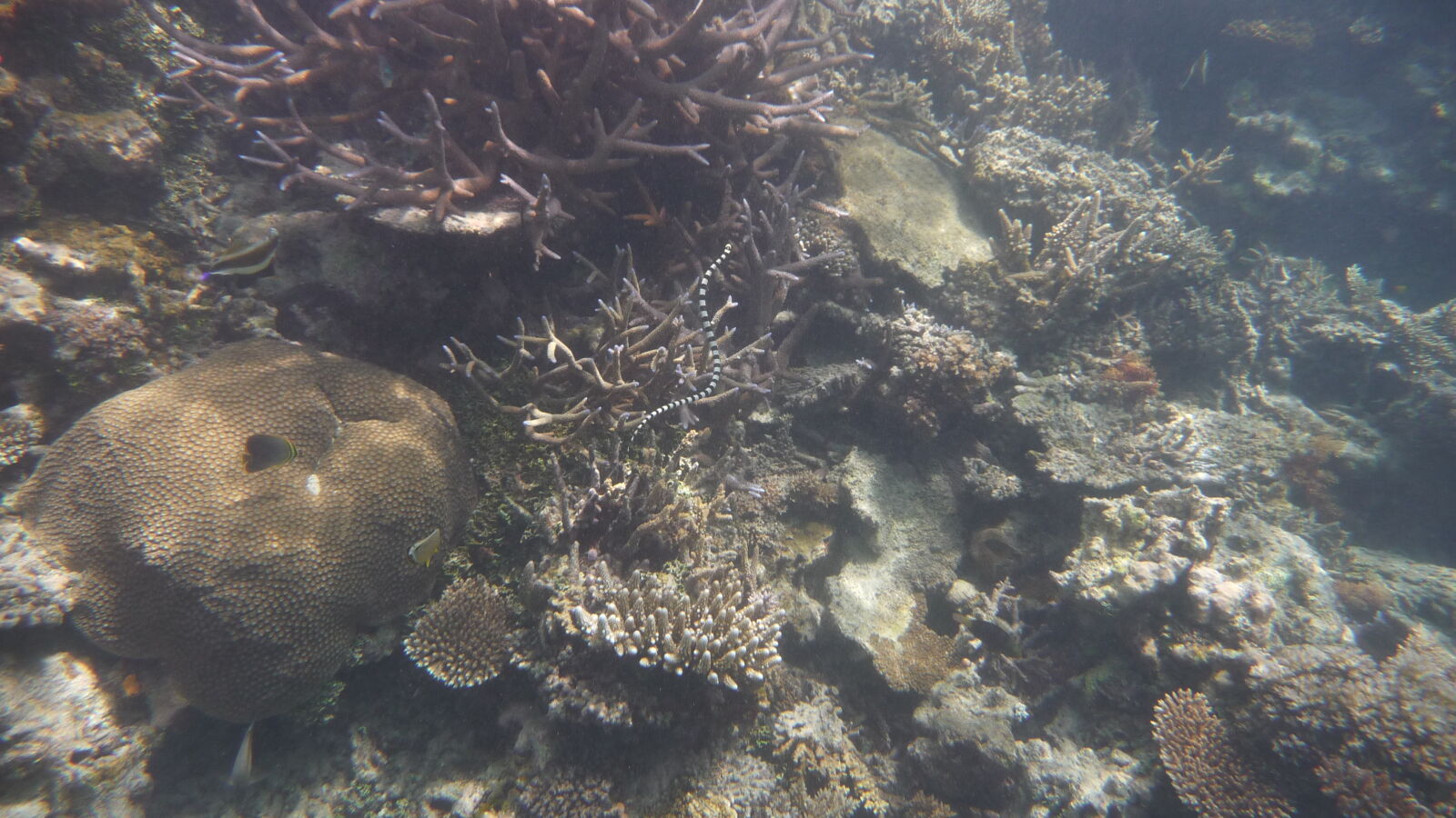 Schnorcheln in Narewa Bay, Naviti.