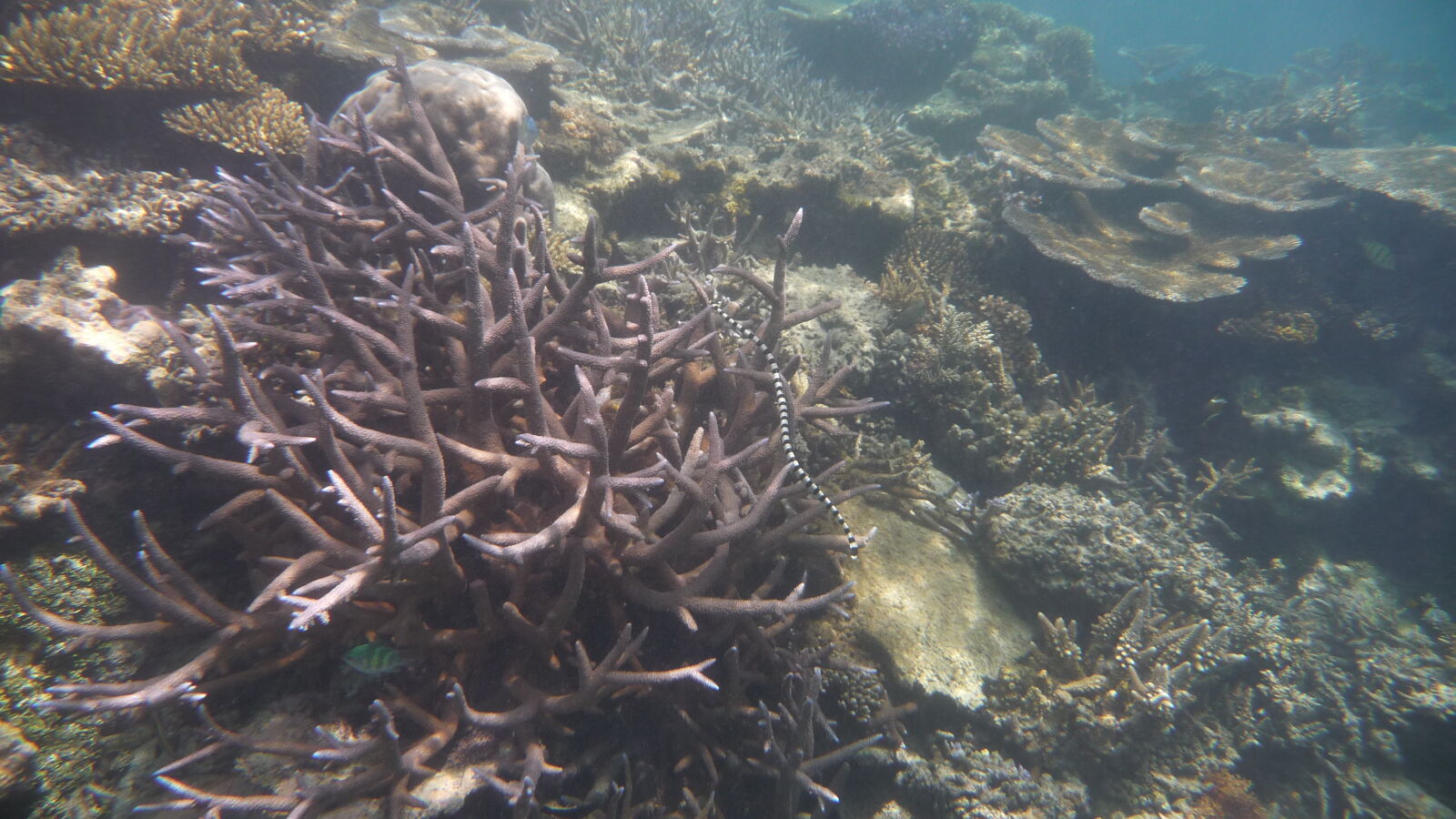 Schnorcheln in Narewa Bay, Naviti.