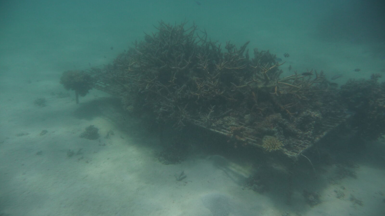 Schnorcheln in Narewa Bay, Naviti.