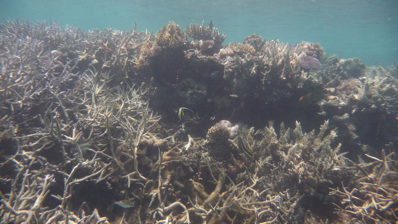 Schnorcheln in Narewa Bay, Naviti.