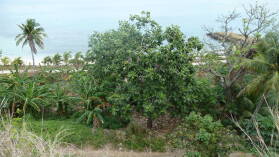 Brotfruchtbaum; Wanderung in den Hügeln von Nabukeru, Yasawa.