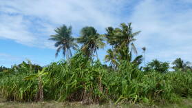 Wanderung in den Hügeln von Nabukeru, Yasawa.