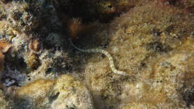 Schnorcheln bei Sawa-I-Lau.