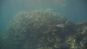 Schnorcheln in Narewa Bay, Naviti.