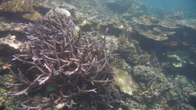 Schnorcheln in Narewa Bay, Naviti.