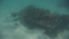 Schnorcheln in Narewa Bay, Naviti.