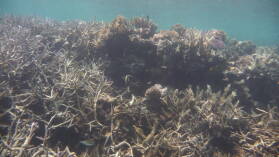 Schnorcheln in Narewa Bay, Naviti.